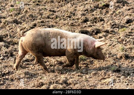 Les porcs suédois qui vivent leur vie dans un environnement boueux et semblent l'aimer. Banque D'Images