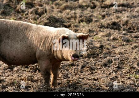 Les porcs suédois qui vivent leur vie dans un environnement boueux et semblent l'aimer. Banque D'Images