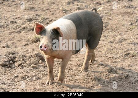 Les porcs suédois qui vivent leur vie dans un environnement boueux et semblent l'aimer. Banque D'Images