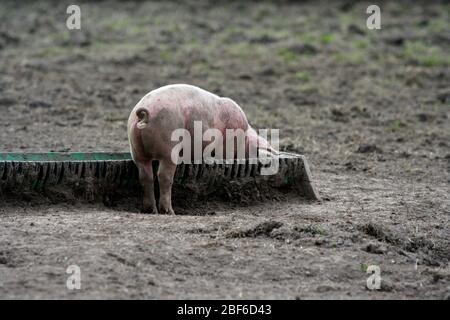 Les porcs suédois qui vivent leur vie dans un environnement boueux et semblent l'aimer. Banque D'Images