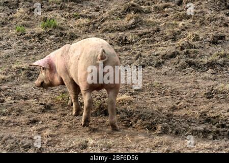 Les porcs suédois qui vivent leur vie dans un environnement boueux et semblent l'aimer. Banque D'Images