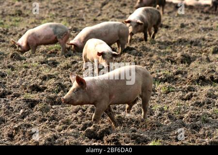 Les porcs suédois qui vivent leur vie dans un environnement boueux et semblent l'aimer. Banque D'Images