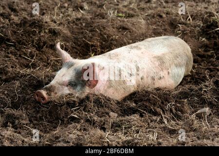 Les porcs suédois qui vivent leur vie dans un environnement boueux et semblent l'aimer. Banque D'Images