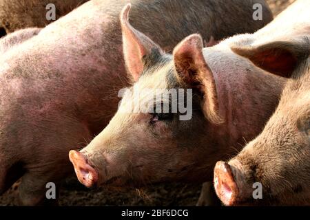 Les porcs suédois qui vivent leur vie dans un environnement boueux et semblent l'aimer. Banque D'Images