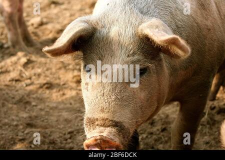 Les porcs suédois qui vivent leur vie dans un environnement boueux et semblent l'aimer. Banque D'Images