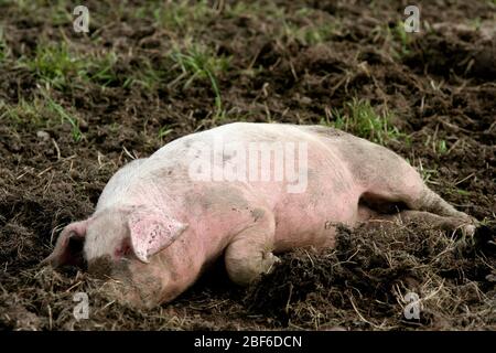 Les porcs suédois qui vivent leur vie dans un environnement boueux et semblent l'aimer. Banque D'Images