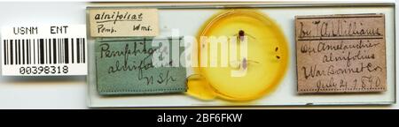 Pemphigus alnifoliae. 7 octobre 20151 Banque D'Images