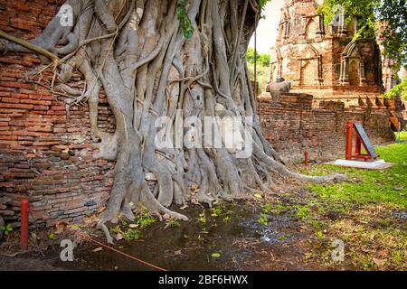 Ayutthaya Bouddha tête statue avec piégé dans l'arbre de Bodhi racines à Wat Maha que. Parc historique Ayutthaya Thaïlande. Banque D'Images