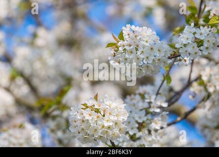 Fleurs de cerisier sauvage, Prunus avium. Banque D'Images