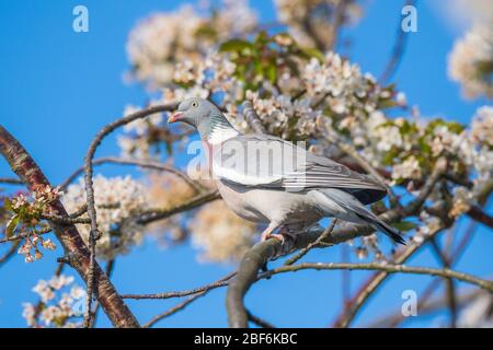 Pigeon de bois perlé dans l'arbre d'une cerise sauvage. Banque D'Images