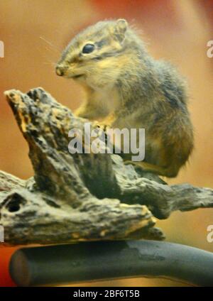 Tamias striatus. 19 août 20141 Banque D'Images