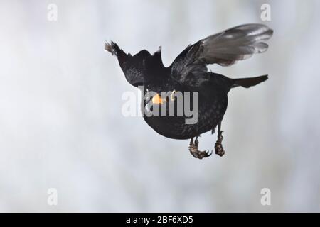 Blackbird (Turdus merula), homme en vol, Allemagne Banque D'Images