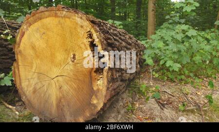 Chêne commun, chêne pedunculate, chêne anglais (Quercus robur. Quercus pedunculata), surface coupée d'un bois de chauffage, Allemagne Banque D'Images