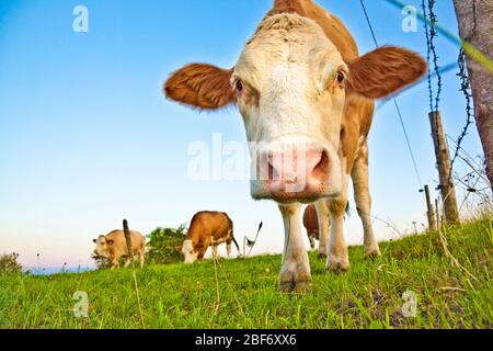 Bovins domestiques (Bos primigenius F. taurus), vache brune curieuse dans un pâturage, Allemagne, Bavière Banque D'Images