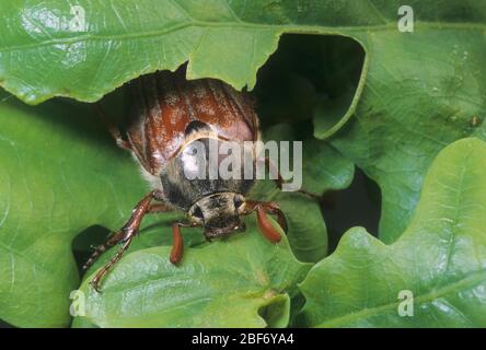Cocarde commune, Maybug, Maycotele (Melolontha melolontha), se nourrit de chêne Banque D'Images