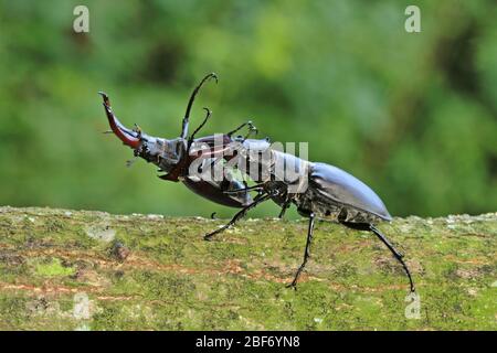 Le scarabée, le scarabée européen (Lucanus cervus), deux mâles combattent, l'Allemagne Banque D'Images