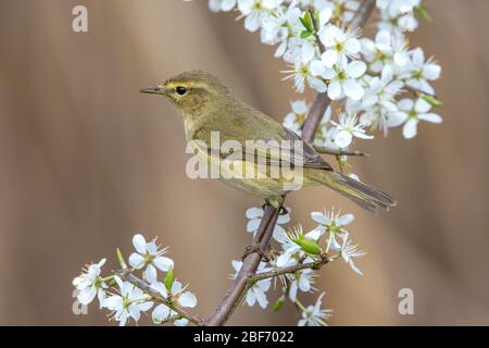 Paruline de saule (Phylloscopus trillus), sur la floraison de la sloe, Allemagne, Bade-Wuerttemberg Banque D'Images