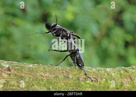 Le scarabée, le scarabée européen (Lucanus cervus), deux mâles combattent, l'Allemagne Banque D'Images