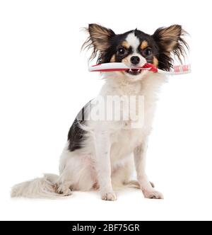 Chihuahua avec une brosse à dents dans la bouche sur un fond blanc Banque D'Images