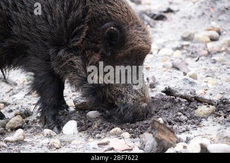 Hambourg, Allemagne. 27 février 2020. Un sanglier (Sus scrofa) burrows avec son museau dans le sol pour la nourriture. Crédit: Jonas Walzberg/dpa/Alay Live News Banque D'Images