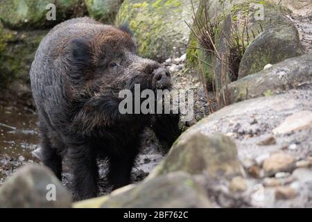 Hambourg, Allemagne. 27 février 2020. Un sanglier (Sus scrofa) longe un cours d'eau dans la réserve de jeux de Klövensteen. Crédit: Jonas Walzberg/Dpa/Alay Live News Banque D'Images