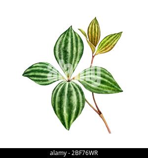 Feuille de péperomia aquarelle. Plante verte exotique isolée sur blanc. Illustrations détaillées peintes à la main. Illustration botanique réaliste pour le design de mariage Banque D'Images