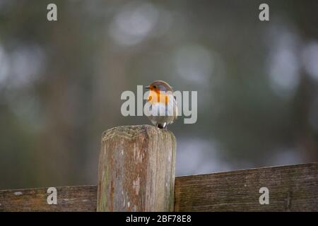 Hambourg, Allemagne. 27 février 2020. Un robin (Erithacus rubecula) se trouve sur un poteau de clôture dans la réserve de jeu à Klövensteen et chante. Crédit: Jonas Walzberg/Dpa/Alay Live News Banque D'Images