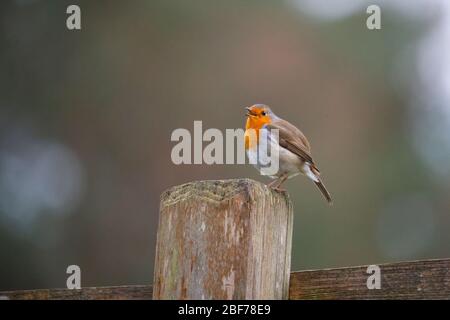 Hambourg, Allemagne. 27 février 2020. Un robin (Erithacus rubecula) se trouve sur un poteau de clôture dans la réserve de jeu à Klövensteen et chante. Crédit: Jonas Walzberg/Dpa/Alay Live News Banque D'Images