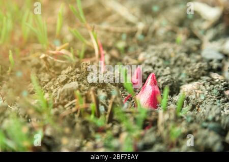 Un germe pivoté s'est sorti du sol. Arrivée du printemps. Banque D'Images