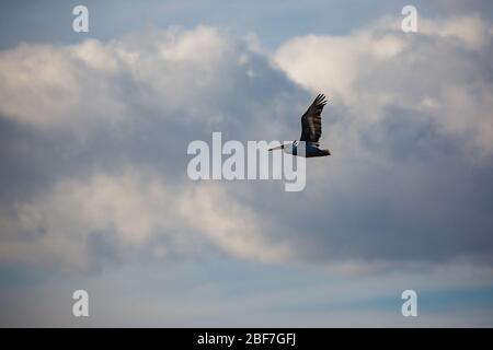 Incroyablement beau grand dalmate simple pélican voler avec grande étendue d'ailes. Ciel bleu d'hiver nuageux au-dessus de Porto Lagos, dans le nord de la Grèce. Moment pittoresque de la nature gelée Banque D'Images