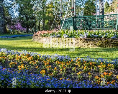 Literie de printemps dans un parc public anglais avec une partie d'un kiosque à musique victorienne en arrière-plan. Banque D'Images