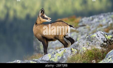 Alerte tatra chamois debout sur un horizon rocheux dans les montagnes et regardant derrière Banque D'Images