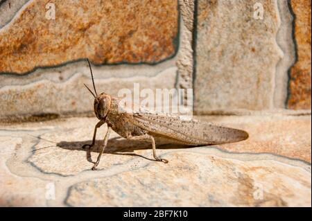 Gros sauterelle ou criquet - brun sauté sur un fond brun. Il se réchauffe au soleil d'été. Siesta. Midi. Chaleur, nature, insecte. Banque D'Images