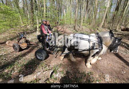 17 avril 2020, Mecklembourg-Poméranie occidentale, Rostock: Dans la forêt suisse Klaus Pasternok (l-r) et Marko Jakubzyk travaillent avec les chevaux de dos Finola (devant) et Loreley. Les chevaux de 20 et 10 ans de la Tinker irlandaise tirent les troncs d'arbres de la forêt, qui ont été abattus dans le cadre de l'obligation de sécurité routière de l'office forestier municipal. L'utilisation des chevaux est beaucoup moins nocive pour la forêt que l'utilisation de machines lourdes. Photo: Bernd Wüstneck/dpa-Zentralbild/dpa Banque D'Images