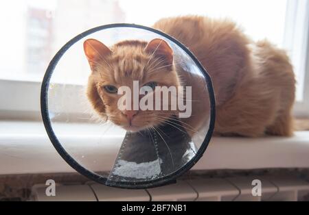 Chat rouge malade souffrant après la chirurgie et porte un collier de protection. Banque D'Images