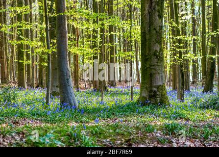 Bluebell Woods, Upper wield, Alresford, Hampshire, Royaume-Uni Banque D'Images