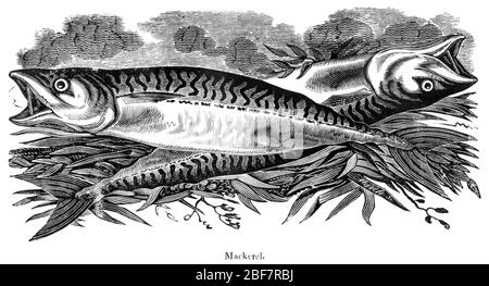 Gravure de maquereau numérisée à haute résolution à partir d'un livre de pêche imprimé en 1825. Cette image est considérée comme étant libre de tous les droits d'auteur . Banque D'Images