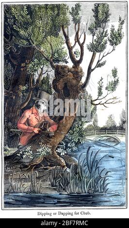 Gravure colorée de trempage ou de taraudage pour Chub numérisée à haute résolution à partir d'un livre à orientation imprimée en 1825. Cru libre de droits d'auteur. Banque D'Images