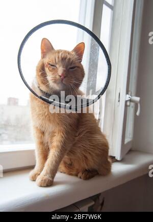 Chat rouge malade souffrant après la chirurgie et porte un collier de protection. Banque D'Images