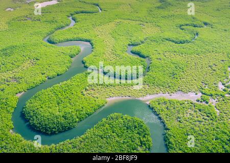 Vue aérienne de la forêt tropicale amazonienne au Brésil, en Amérique du Sud. Forêt verte. Vue sur les oiseaux. Banque D'Images