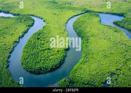 Vue aérienne de la forêt tropicale amazonienne au Brésil, en Amérique du Sud. Forêt verte. Vue sur les oiseaux. Banque D'Images