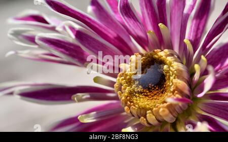 Gerbera, blanche et rose, et sa rosée des gouttelettes d'eau se trouve au centre de la fleur Banque D'Images