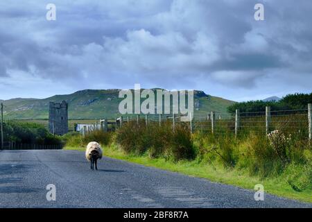 Un mouton Shetland sur la route du château de Grace O'Malley. La tour Kildavnet est visible en arrière-plan. Banque D'Images