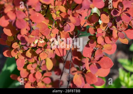 De nouvelles feuilles rouges de mûre et de petites fleurs sur la branche au printemps. Banque D'Images
