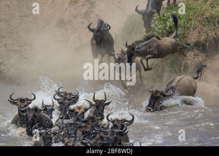 Bleu wildebeest, le troupeau de gnu (Connochaetes taurinus) qui traverse la rivière Mara en sautant pendant la grande migration, le parc national Serengeti, Banque D'Images