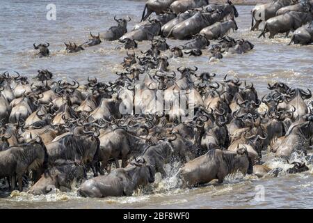 Bleu wildebeest, hardinde gnu (Connochaetes taurinus) troupeau traversant la rivière Mara pendant la grande migration, Parc national Serengeti, Tanzanie. Banque D'Images