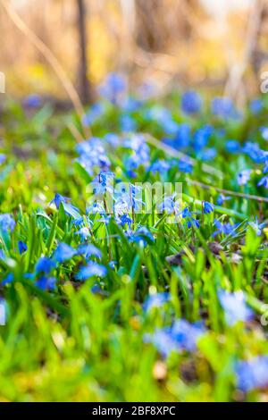 les petites fleurs printanières fleurissent au soleil au coucher du soleil Banque D'Images