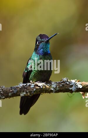 Talamanca Hummingbird dans la forêt nuageuse du Costa Rica Banque D'Images