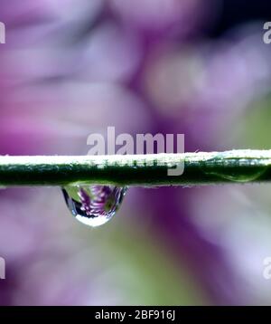 Une goutte d'eau accrochée à une tige de fleur macro Banque D'Images