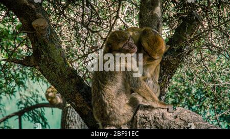 Gros plan sur le singe, jardin Majorelle, Maroc Banque D'Images